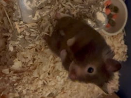 Hamster – teddy bear hamster – Summerville