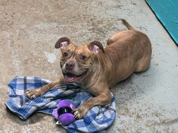 American Staffordshire Terrier – rehoming – Salem