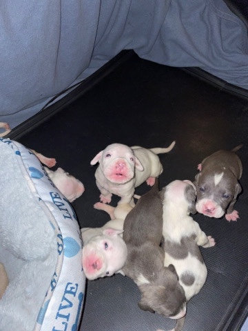 Puppies for sale puppies for sale ‼️‼️‼️‼️
