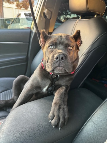 Cane Corso – crane corso puppy