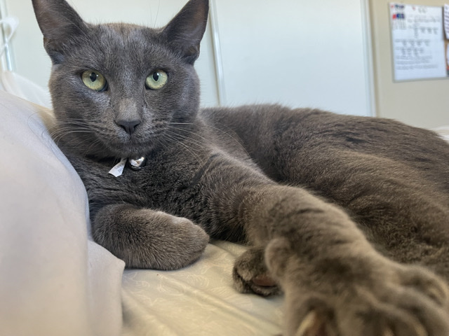 My name is Whiskers! (please help him)