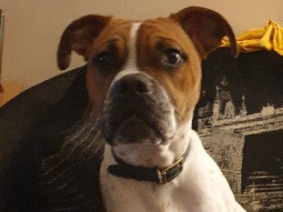 American Bulldog – dogs needs a home – Askern