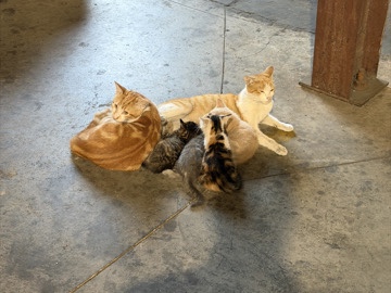 family of cats 7 total - all are friendly and looking for a good home – Bogart