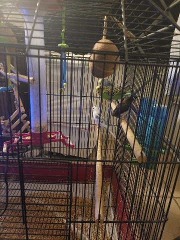 Parrotlet – birrds