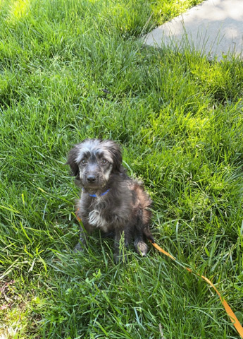 Australian Shepherd – mini Aussie doodle puppy