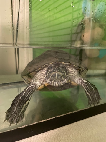 Any – Turtle