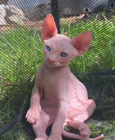Sphynx – sphynx