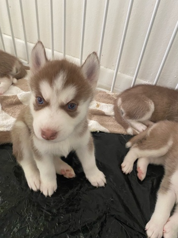 Siberian Huskies