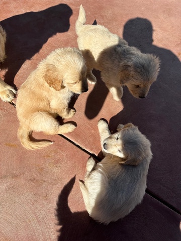 Golden Retriever – Golden Retriever Puppies