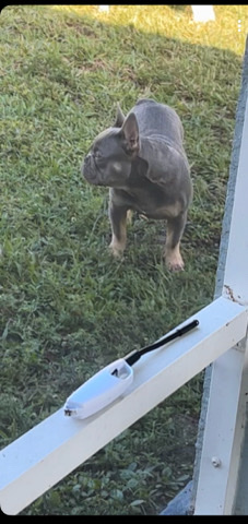 French Bulldog – frenchie puppy