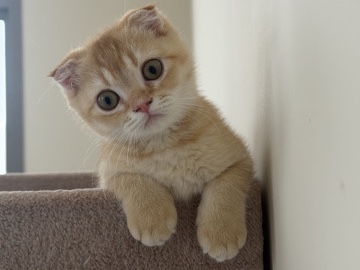 Scottish Fold – 🐾 Beautiful Kittens for Sale in Dubai 🐾 – Dubai