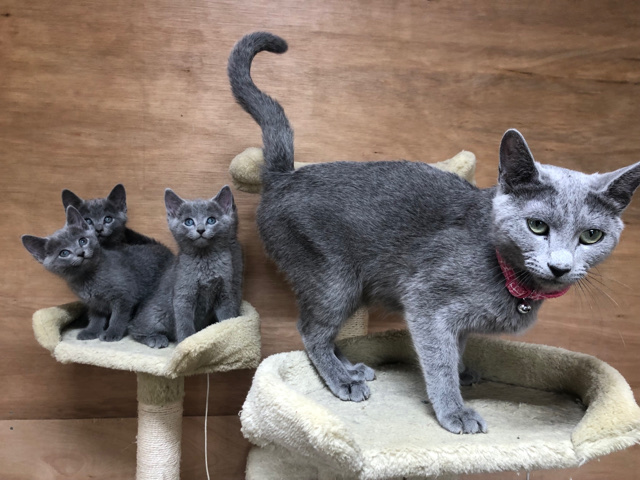 Russian Blue – Russian blue kittens (Pure breed & TICA registered