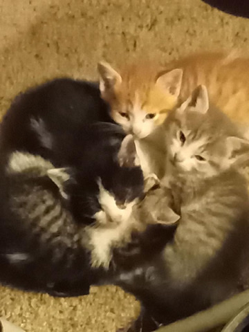 Russian White, Black and Tabby – Kittens
