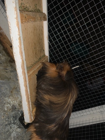 2 guinea pigs for free
