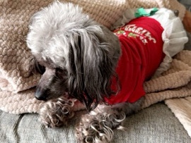 Poodle – Lavish – Livonia
