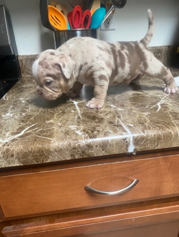 American Pit Bull Terrier – UKC American pocket Bully