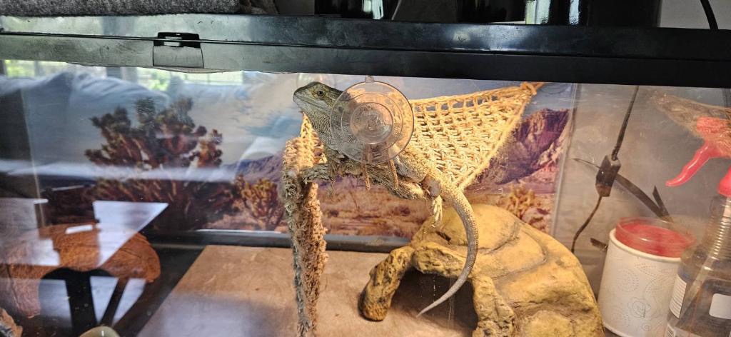 bearded Dragon