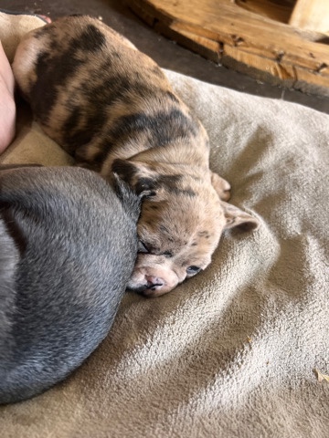 French Bulldog – Luna - Frenchie Friends