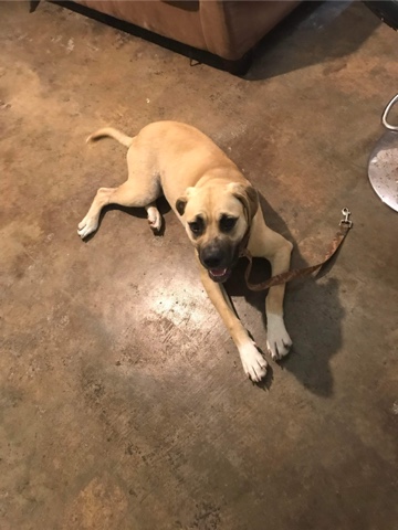 Bullmastiff – Needs A Home Completely Free