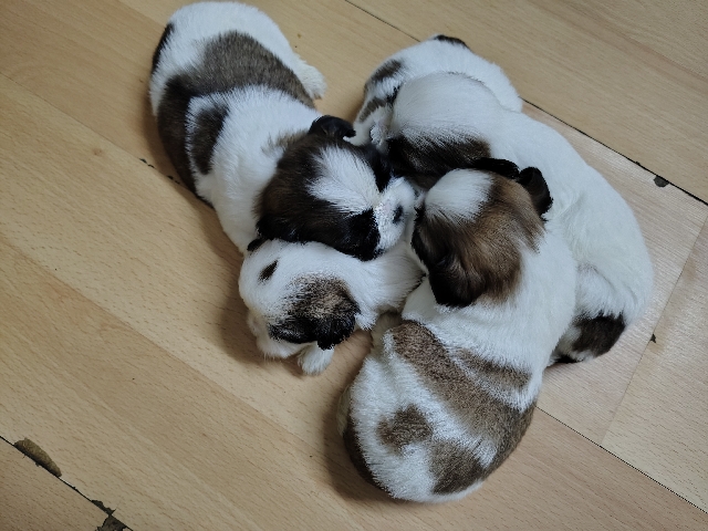Shih Tzu – pure shihtzu female puppy