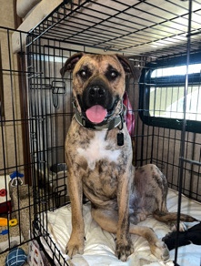 Labrador Retriever – Labrador / pit bull mix needs loving caring home