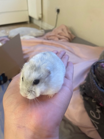 Any – Winter white hamster