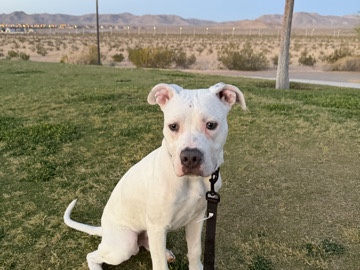 American Pit Bull Terrier – quartz needs a home please – Nipton