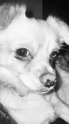 Chihuahua – Female 2 year old Chihuahua