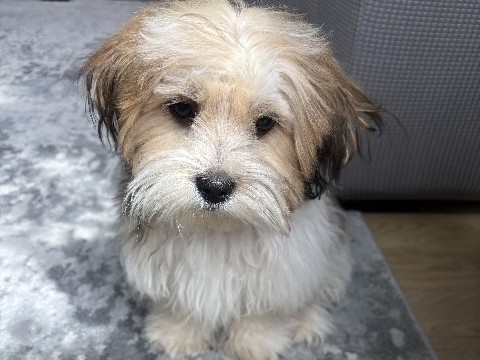 Maltese – Malshi – Charlotte