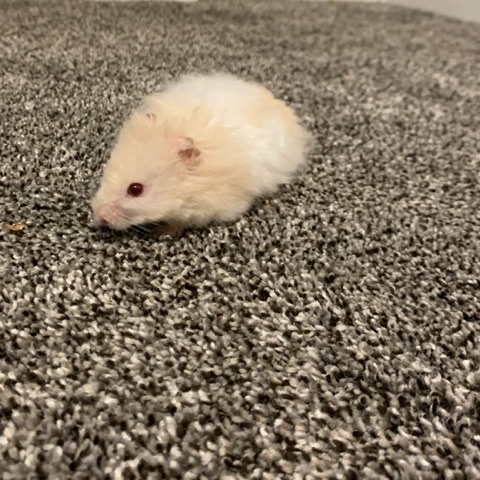 Male Teddy bear Hamster