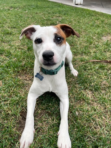 Jack Russell Terrier – male Jack Russel terroir