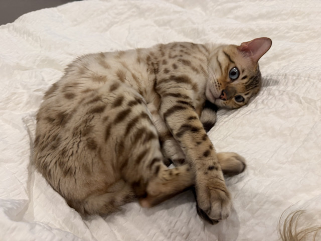Bengal – White Bengal Sweetheart – San Francisco