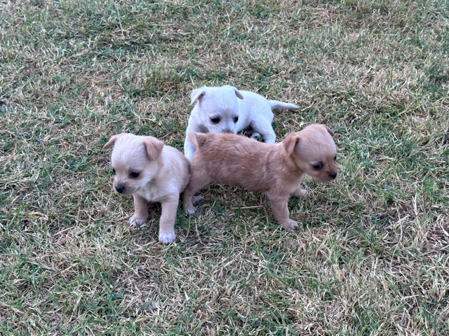 Chihuahua – Chihuahua Mixed puppies for sale