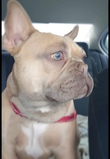 French Bulldog – french bulldog