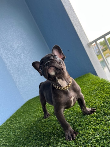 French Bulldog – Frenchies 4 sale