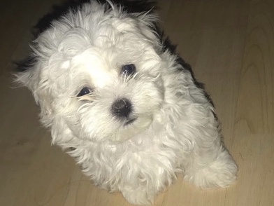 Maltese – adorable cute Maltese – Milwaukee
