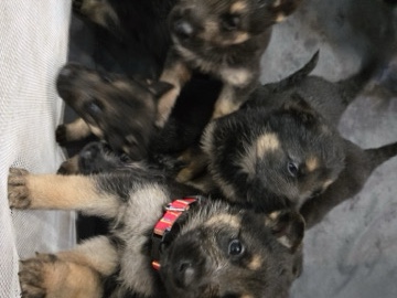 German Shepherd – pups