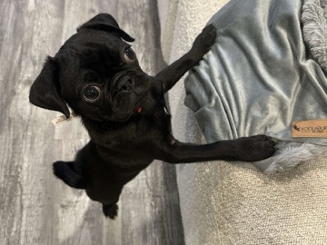 Pug – Black Pug