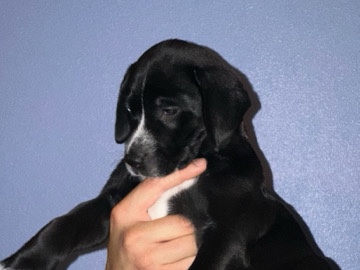 Dalmatian – Dalmatian/husky puppies – Renton