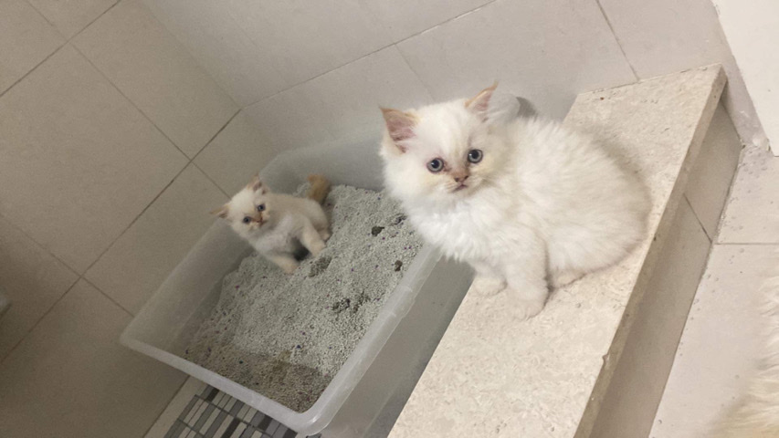 Persian (Modern) – Cat Adoption