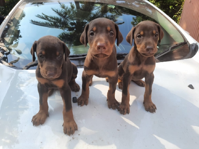 Doberman Pinscher – Doberman Puppies