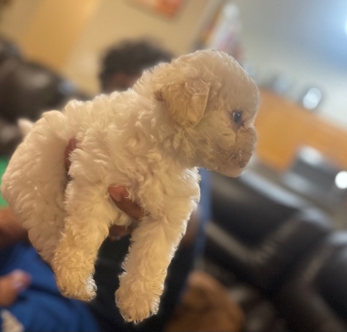 Maltese – Maltipoo mix