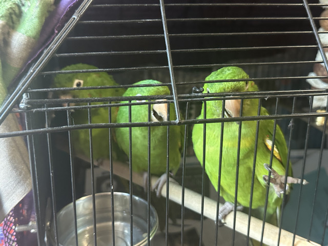 Conures