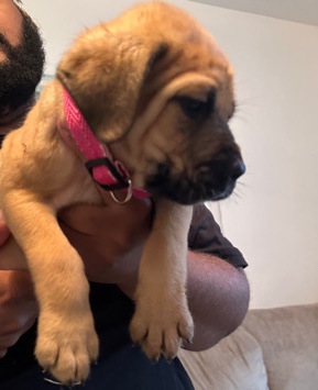 Bullmastiff – bullmastiff puppy