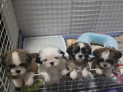 Shih Tzu – pure Shihtzu puppy 5 weeks available – Dubai