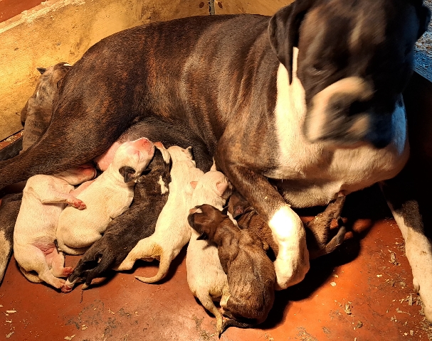 Boxer – boxer