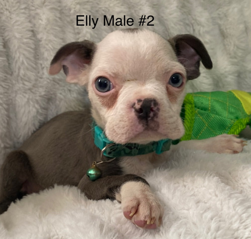 Boston Terrier – AKC Boston Terrier
