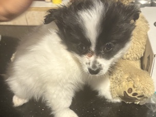 Pomeranian – Pomeranian puppy – Valley Stream