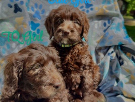 Goldendoodle – Golden Doodle – Brandon