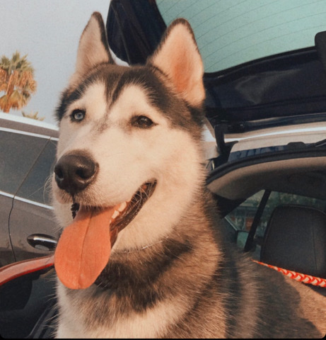 Siberian Husky – 2 year old husky looking for a loving home